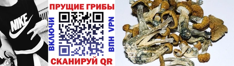Псилоцибиновые грибы MAGIC MUSHROOMS  Ртищево 